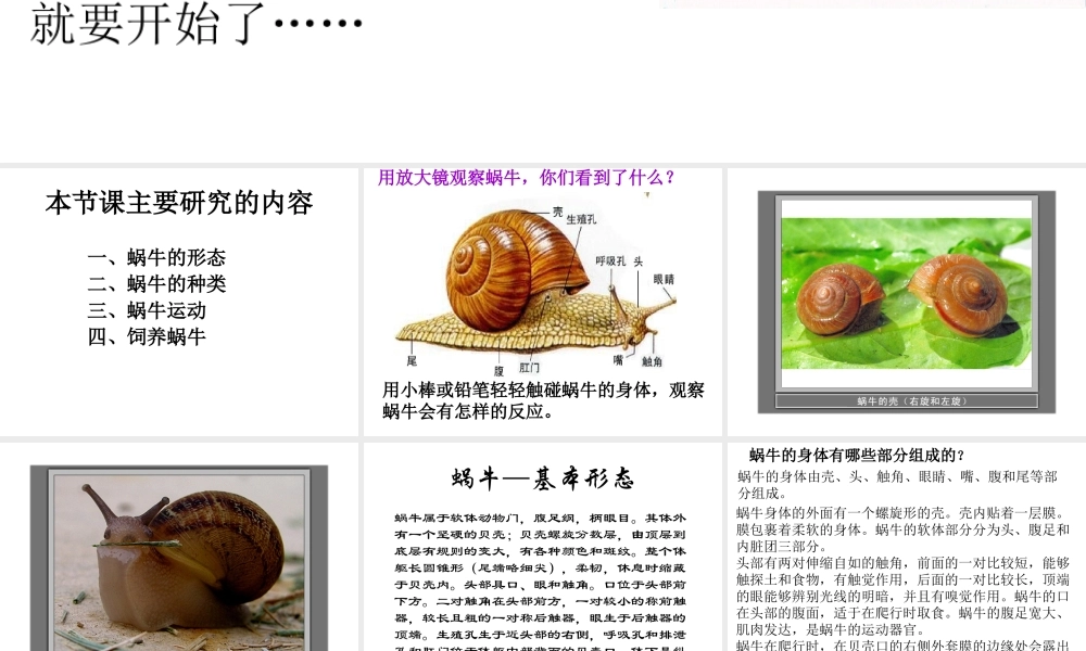教科小学科学三上《2.2、蜗牛（一）》PPT课件(1)【加微信公众号 jiaoxuewuyou 九折优惠 qq 1119139686】.ppt