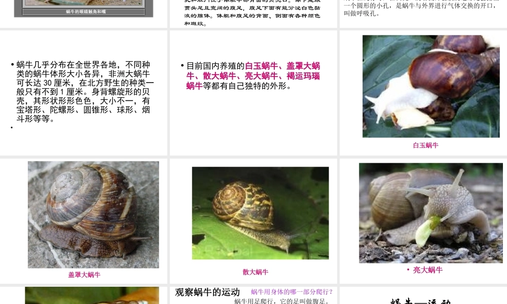 教科小学科学三上《2.2、蜗牛（一）》PPT课件(1)【加微信公众号 jiaoxuewuyou 九折优惠 qq 1119139686】.ppt