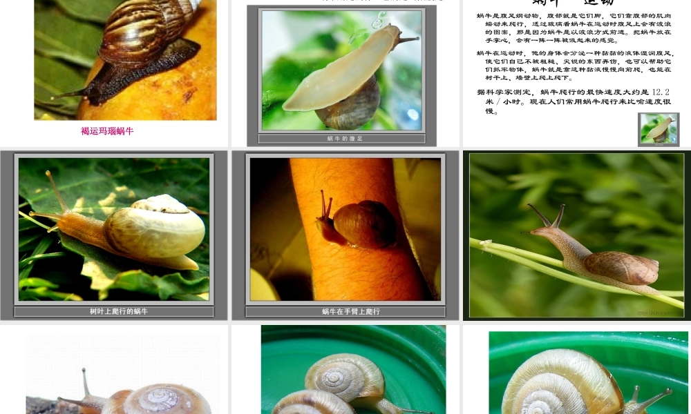 教科小学科学三上《2.2、蜗牛（一）》PPT课件(1)【加微信公众号 jiaoxuewuyou 九折优惠 qq 1119139686】.ppt