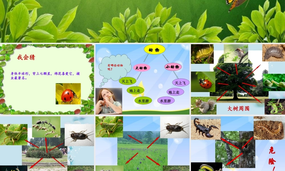 教科小学科学三上《2.1、寻访小动物》PPT课件(14)【加微信公众号 jiaoxuewuyou 九折优惠 qq 1119139686】.ppt