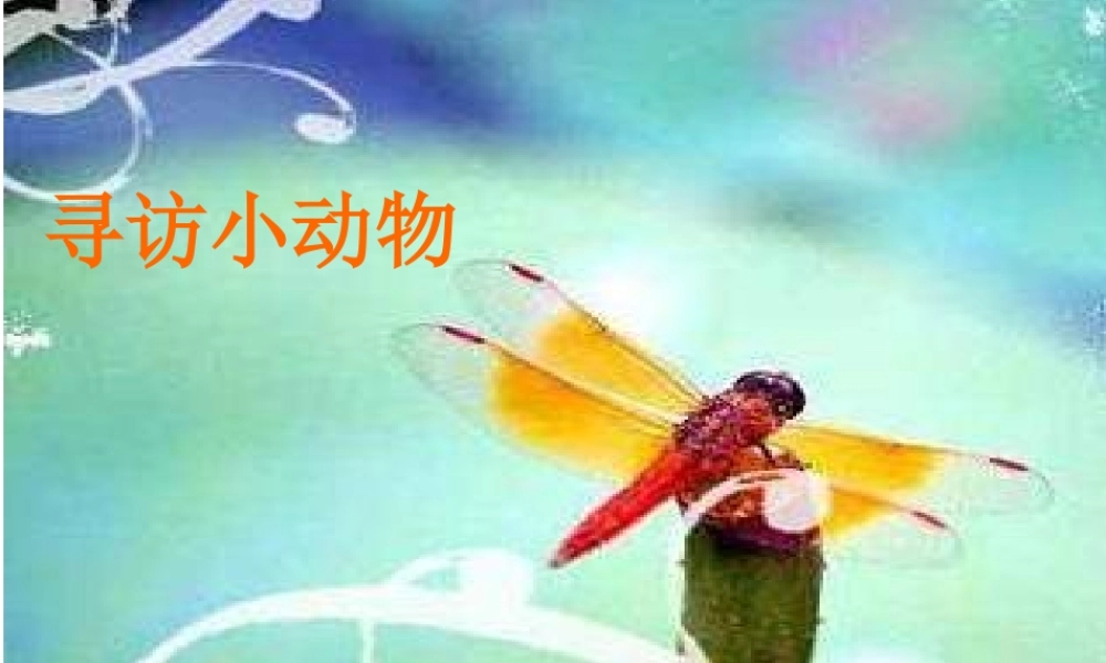 教科小学科学三上《2.1、寻访小动物》PPT课件(5)【加微信公众号 jiaoxuewuyou 九折优惠 qq 1119139686】.ppt