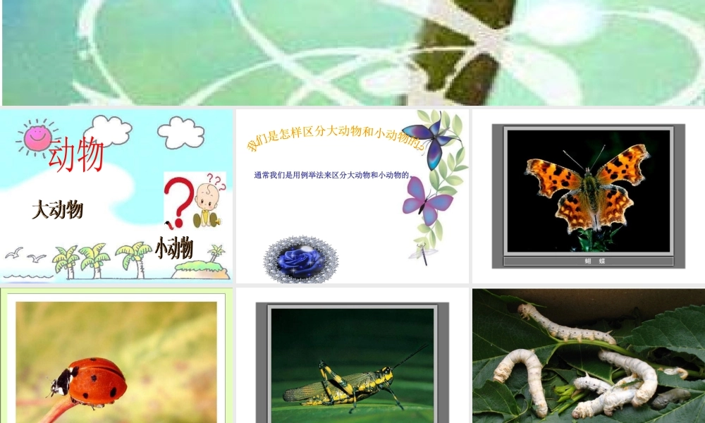 教科小学科学三上《2.1、寻访小动物》PPT课件(5)【加微信公众号 jiaoxuewuyou 九折优惠 qq 1119139686】.ppt