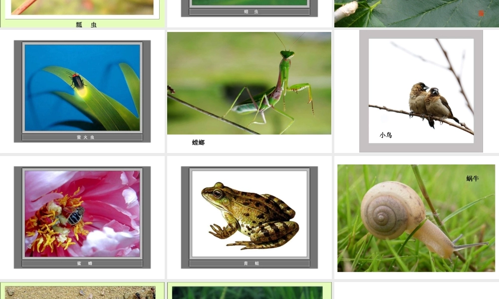 教科小学科学三上《2.1、寻访小动物》PPT课件(5)【加微信公众号 jiaoxuewuyou 九折优惠 qq 1119139686】.ppt
