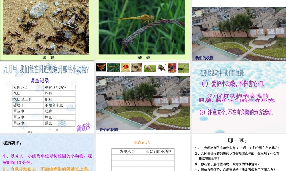 教科小学科学三上《2.1、寻访小动物》PPT课件(5)【加微信公众号 jiaoxuewuyou 九折优惠 qq 1119139686】.ppt