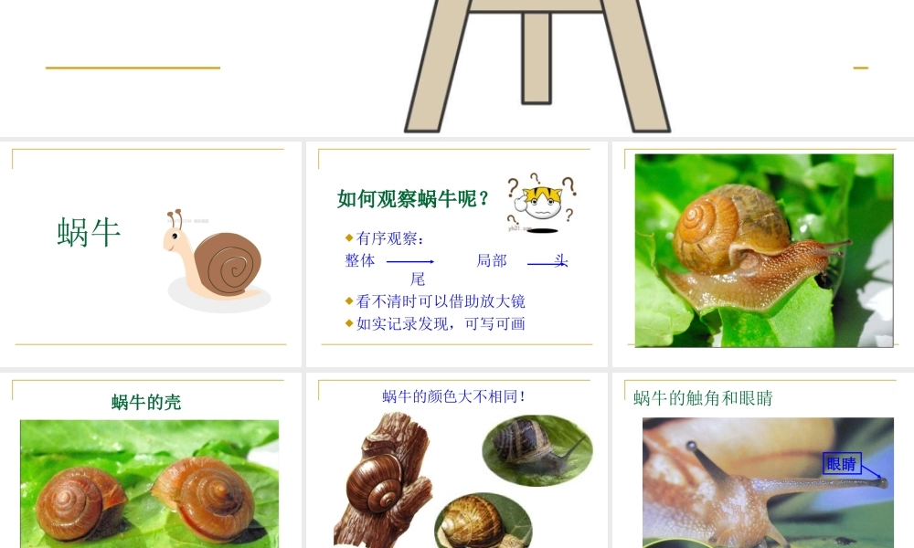 教科小学科学三上《2.2、蜗牛（一）》PPT课件(9)【加微信公众号 jiaoxuewuyou 九折优惠 qq 1119139686】.ppt