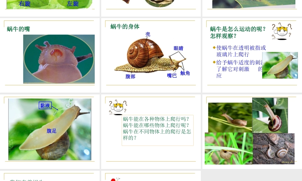 教科小学科学三上《2.2、蜗牛（一）》PPT课件(9)【加微信公众号 jiaoxuewuyou 九折优惠 qq 1119139686】.ppt