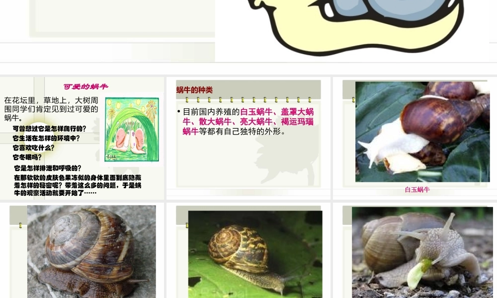 教科小学科学三上《2.2、蜗牛（一）》PPT课件(2)【加微信公众号 jiaoxuewuyou 九折优惠 qq 1119139686】.ppt