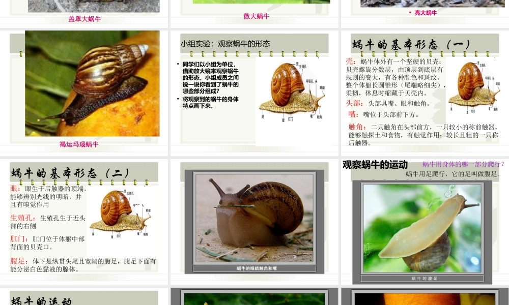 教科小学科学三上《2.2、蜗牛（一）》PPT课件(2)【加微信公众号 jiaoxuewuyou 九折优惠 qq 1119139686】.ppt