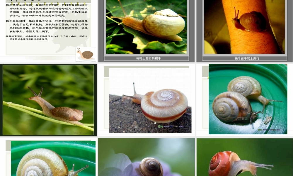 教科小学科学三上《2.2、蜗牛（一）》PPT课件(2)【加微信公众号 jiaoxuewuyou 九折优惠 qq 1119139686】.ppt