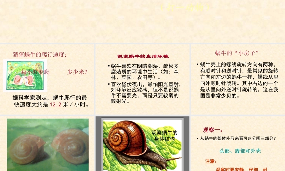 教科小学科学三上《2.2、蜗牛（一）》PPT课件(12)【加微信公众号 jiaoxuewuyou 九折优惠 qq 1119139686】.ppt