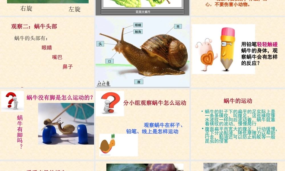 教科小学科学三上《2.2、蜗牛（一）》PPT课件(12)【加微信公众号 jiaoxuewuyou 九折优惠 qq 1119139686】.ppt
