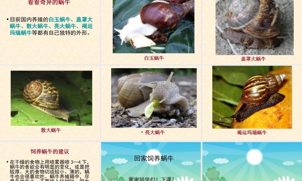教科小学科学三上《2.2、蜗牛（一）》PPT课件(12)【加微信公众号 jiaoxuewuyou 九折优惠 qq 1119139686】.ppt