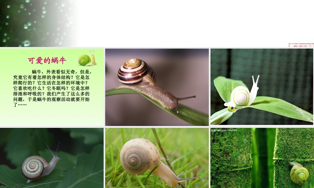 教科小学科学三上《2.2、蜗牛（一）》PPT课件(3)【加微信公众号 jiaoxuewuyou 九折优惠 qq 1119139686】.ppt