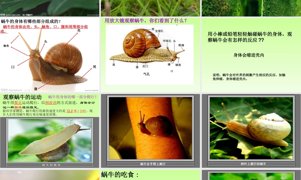 教科小学科学三上《2.2、蜗牛（一）》PPT课件(3)【加微信公众号 jiaoxuewuyou 九折优惠 qq 1119139686】.ppt