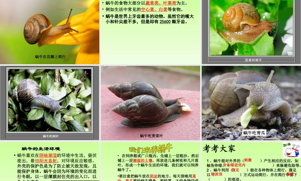 教科小学科学三上《2.2、蜗牛（一）》PPT课件(3)【加微信公众号 jiaoxuewuyou 九折优惠 qq 1119139686】.ppt