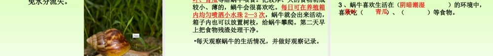 教科小学科学三上《2.2、蜗牛（一）》PPT课件(3)【加微信公众号 jiaoxuewuyou 九折优惠 qq 1119139686】.ppt