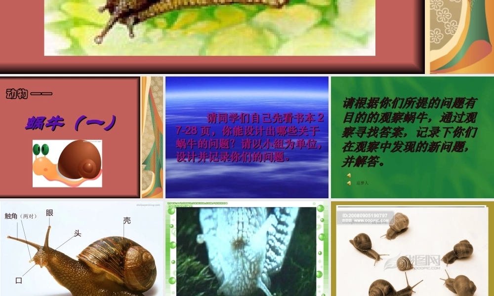 教科小学科学三上《2.2、蜗牛（一）》PPT课件(13)【加微信公众号 jiaoxuewuyou 九折优惠 qq 1119139686】.ppt