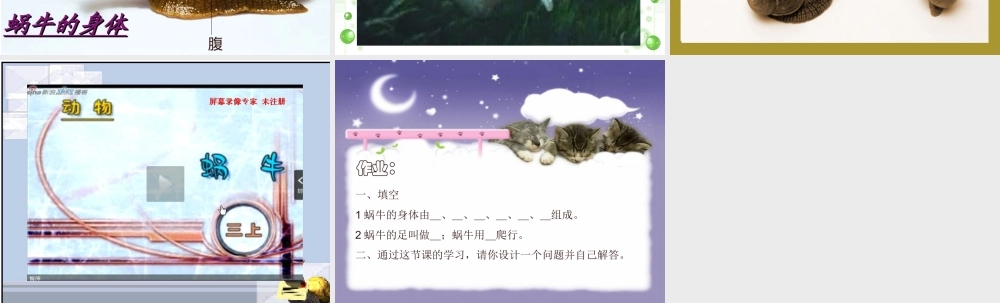 教科小学科学三上《2.2、蜗牛（一）》PPT课件(13)【加微信公众号 jiaoxuewuyou 九折优惠 qq 1119139686】.ppt