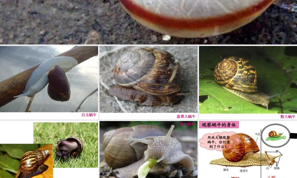 教科小学科学三上《2.2、蜗牛（一）》PPT课件(10)【加微信公众号 jiaoxuewuyou 九折优惠 qq 1119139686】.ppt