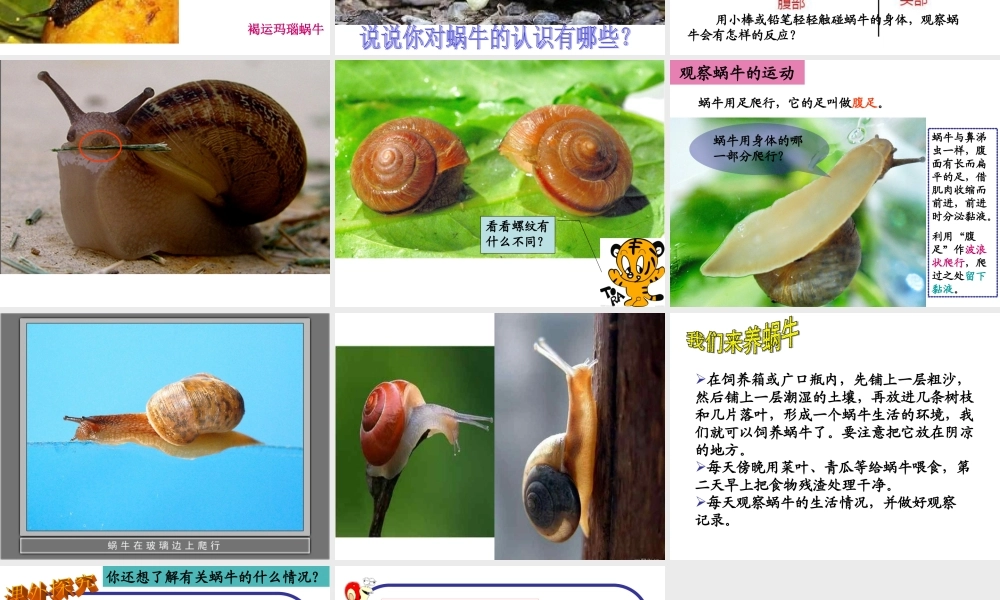 教科小学科学三上《2.2、蜗牛（一）》PPT课件(10)【加微信公众号 jiaoxuewuyou 九折优惠 qq 1119139686】.ppt