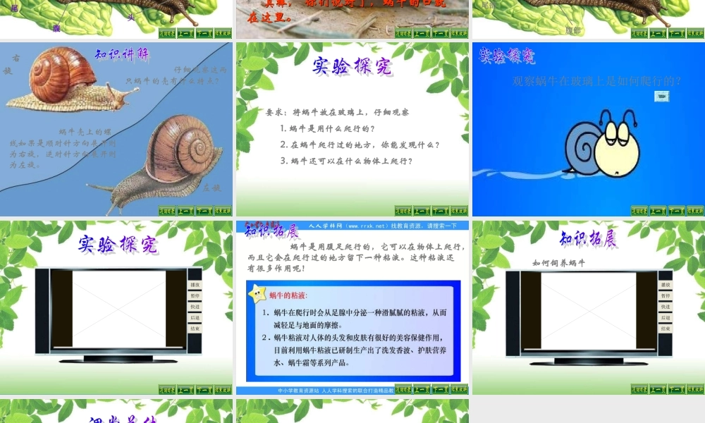 教科小学科学三上《2.3、蜗牛（1）》PPT课件(3)【加微信公众号 jiaoxuewuyou 九折优惠 qq 1119139686】.ppt