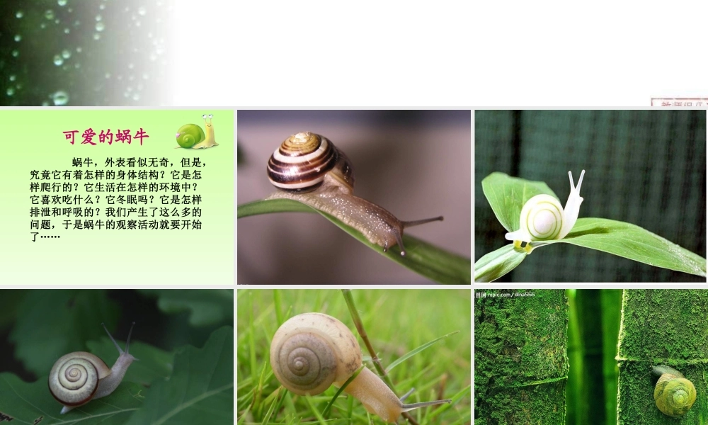教科小学科学三上《2.2、蜗牛（一）》PPT课件(7)【加微信公众号 jiaoxuewuyou 九折优惠 qq 1119139686】.ppt