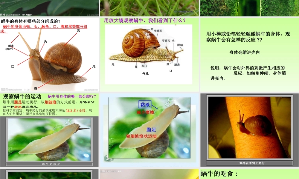 教科小学科学三上《2.2、蜗牛（一）》PPT课件(7)【加微信公众号 jiaoxuewuyou 九折优惠 qq 1119139686】.ppt