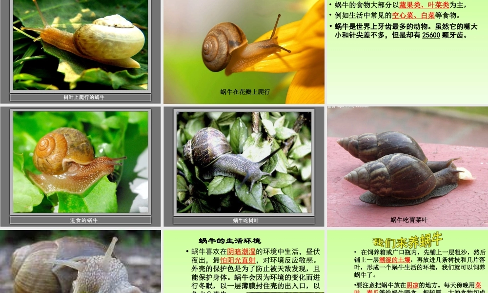 教科小学科学三上《2.2、蜗牛（一）》PPT课件(7)【加微信公众号 jiaoxuewuyou 九折优惠 qq 1119139686】.ppt