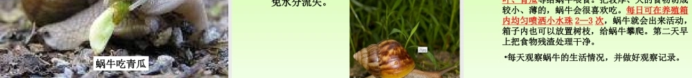 教科小学科学三上《2.2、蜗牛（一）》PPT课件(7)【加微信公众号 jiaoxuewuyou 九折优惠 qq 1119139686】.ppt