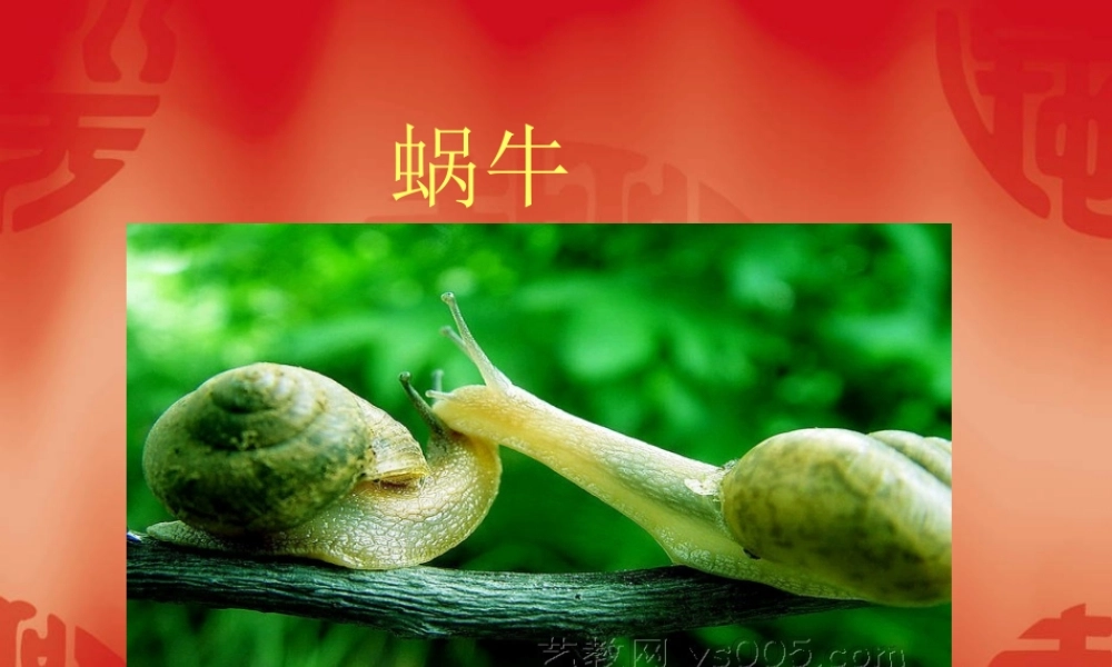 教科小学科学三上《2.2、蜗牛（一）》PPT课件(4)【加微信公众号 jiaoxuewuyou 九折优惠 qq 1119139686】.ppt