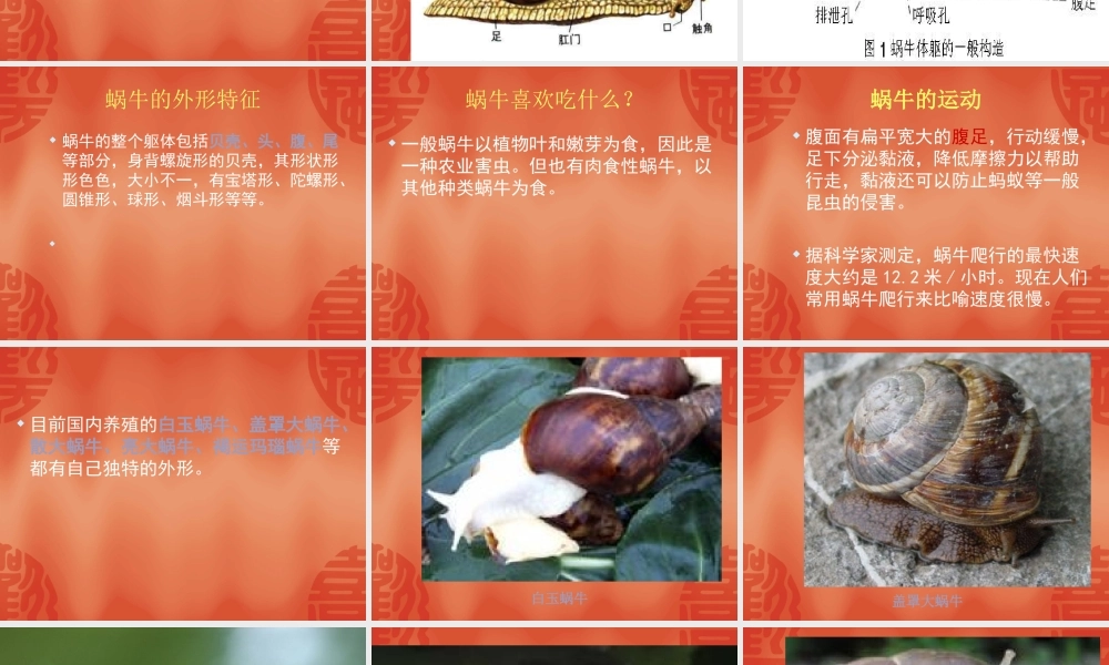 教科小学科学三上《2.2、蜗牛（一）》PPT课件(4)【加微信公众号 jiaoxuewuyou 九折优惠 qq 1119139686】.ppt