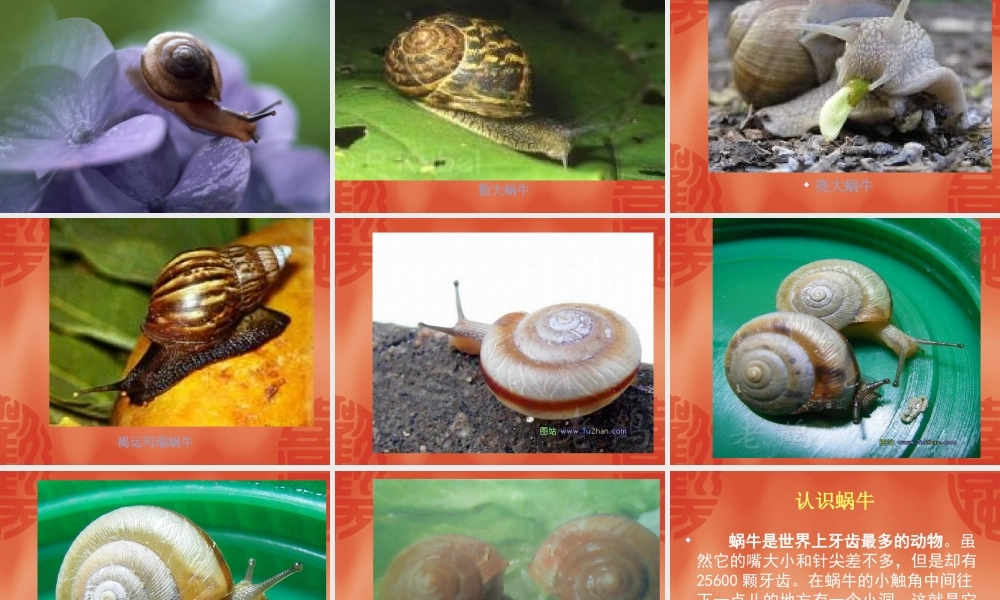 教科小学科学三上《2.2、蜗牛（一）》PPT课件(4)【加微信公众号 jiaoxuewuyou 九折优惠 qq 1119139686】.ppt