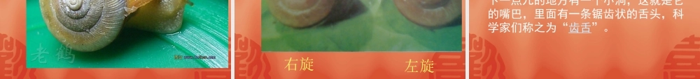 教科小学科学三上《2.2、蜗牛（一）》PPT课件(4)【加微信公众号 jiaoxuewuyou 九折优惠 qq 1119139686】.ppt