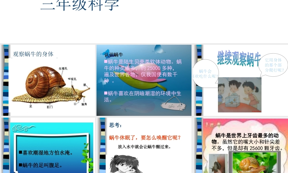 教科小学科学三上《2.2、蜗牛（一）》PPT课件(14)【加微信公众号 jiaoxuewuyou 九折优惠 qq 1119139686】.ppt