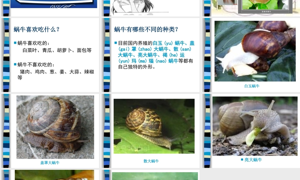 教科小学科学三上《2.2、蜗牛（一）》PPT课件(14)【加微信公众号 jiaoxuewuyou 九折优惠 qq 1119139686】.ppt