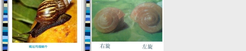 教科小学科学三上《2.2、蜗牛（一）》PPT课件(14)【加微信公众号 jiaoxuewuyou 九折优惠 qq 1119139686】.ppt