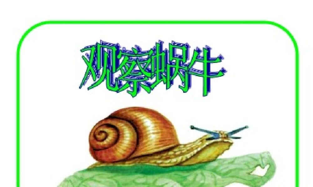 教科小学科学三上《2.2、蜗牛（一）》PPT课件(6)【加微信公众号 jiaoxuewuyou 九折优惠 qq 1119139686】.ppt
