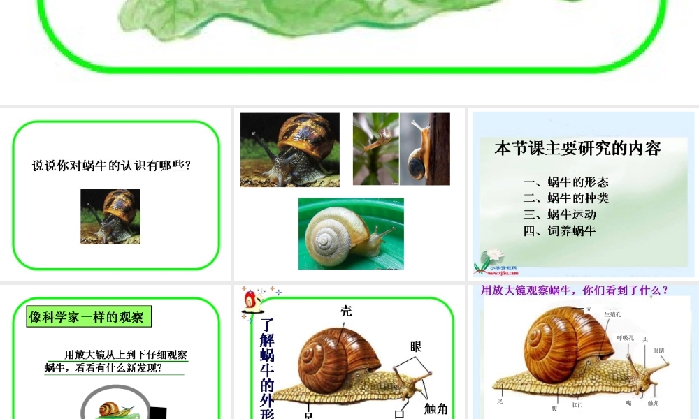 教科小学科学三上《2.2、蜗牛（一）》PPT课件(6)【加微信公众号 jiaoxuewuyou 九折优惠 qq 1119139686】.ppt