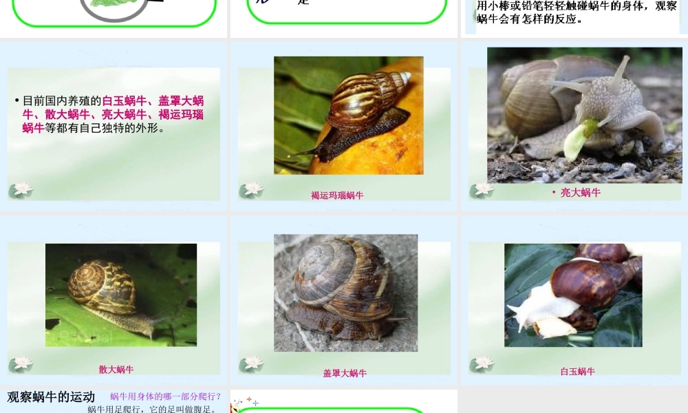 教科小学科学三上《2.2、蜗牛（一）》PPT课件(6)【加微信公众号 jiaoxuewuyou 九折优惠 qq 1119139686】.ppt
