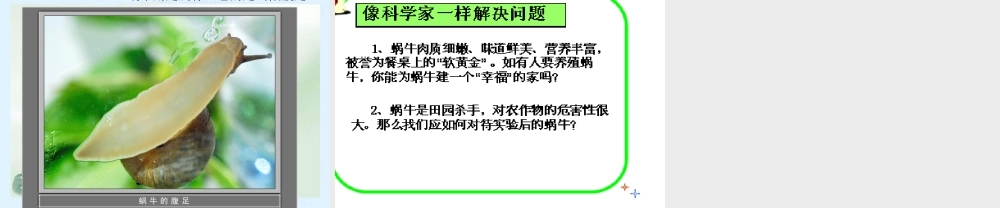教科小学科学三上《2.2、蜗牛（一）》PPT课件(6)【加微信公众号 jiaoxuewuyou 九折优惠 qq 1119139686】.ppt
