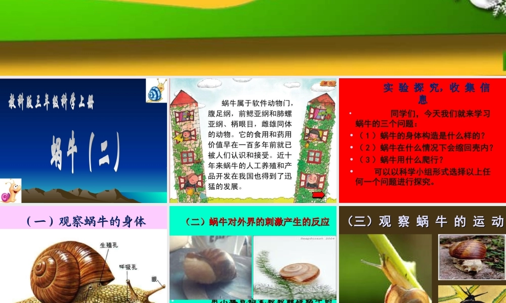 教科小学科学三上《2.3、蜗牛（二）》PPT课件(5)【加微信公众号 jiaoxuewuyou 九折优惠 qq 1119139686】.ppt