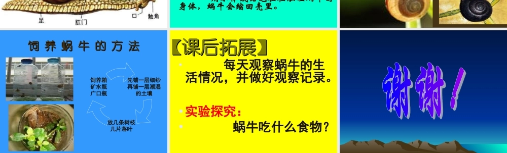 教科小学科学三上《2.3、蜗牛（二）》PPT课件(5)【加微信公众号 jiaoxuewuyou 九折优惠 qq 1119139686】.ppt