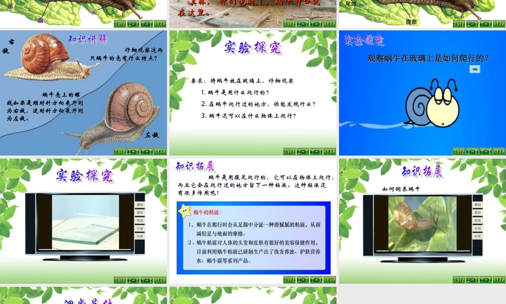 教科小学科学三上《2.2、蜗牛（一）》PPT课件(8)【加微信公众号 jiaoxuewuyou 九折优惠 qq 1119139686】.ppt