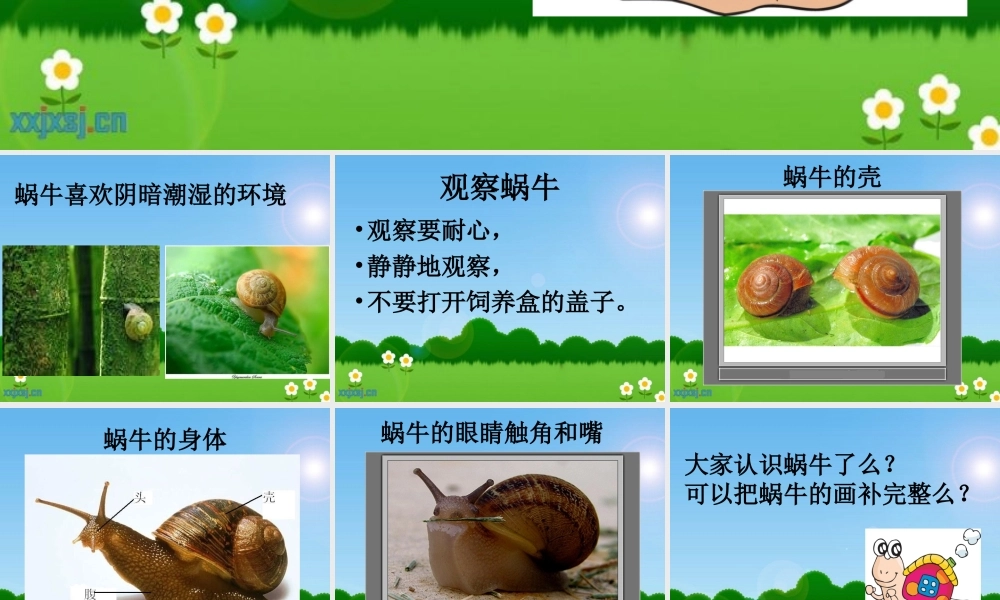 教科小学科学三上《2.2、蜗牛（一）》PPT课件(11)【加微信公众号 jiaoxuewuyou 九折优惠 qq 1119139686】.ppt