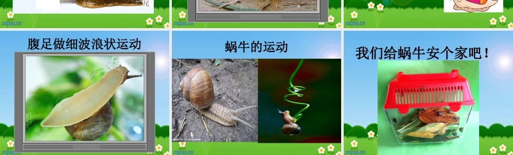 教科小学科学三上《2.2、蜗牛（一）》PPT课件(11)【加微信公众号 jiaoxuewuyou 九折优惠 qq 1119139686】.ppt