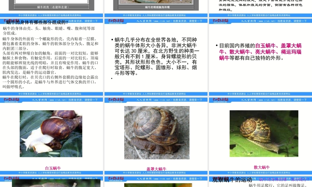 教科小学科学三上《2.3、蜗牛（1）》PPT课件(1)【加微信公众号 jiaoxuewuyou 九折优惠 qq 1119139686】.ppt