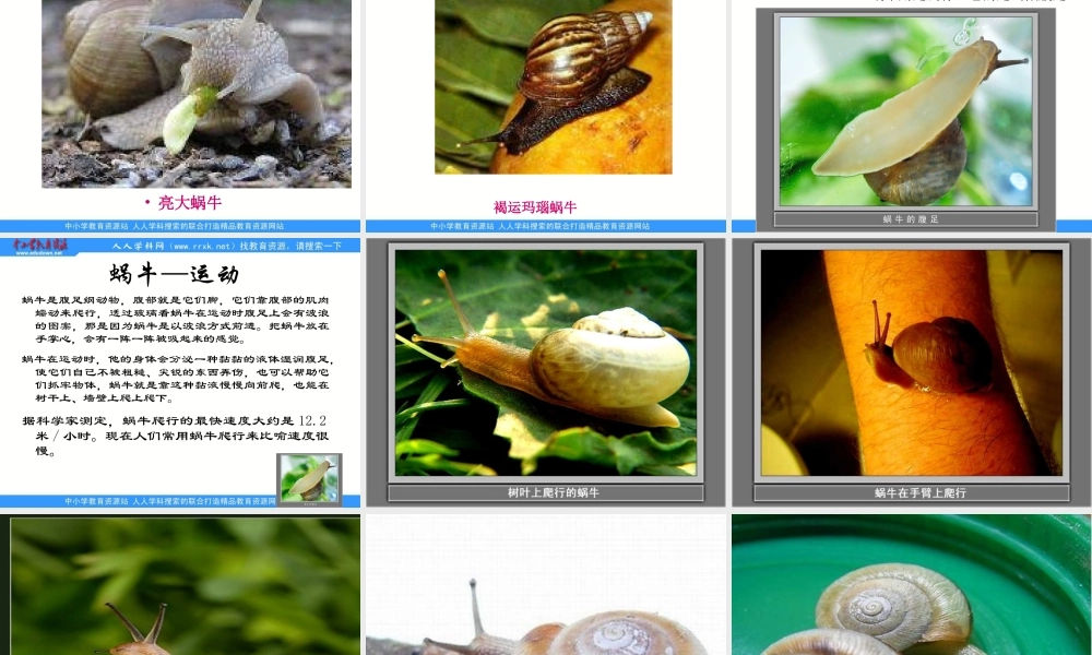 教科小学科学三上《2.3、蜗牛（1）》PPT课件(1)【加微信公众号 jiaoxuewuyou 九折优惠 qq 1119139686】.ppt