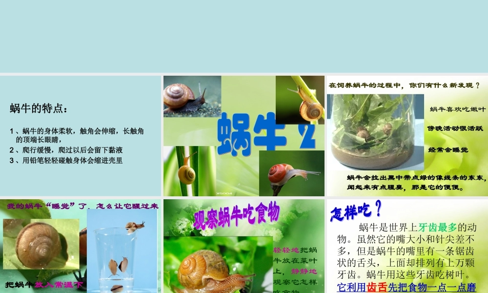 教科小学科学三上《2.3、蜗牛（二）》PPT课件(1)【加微信公众号 jiaoxuewuyou 九折优惠 qq 1119139686】.ppt