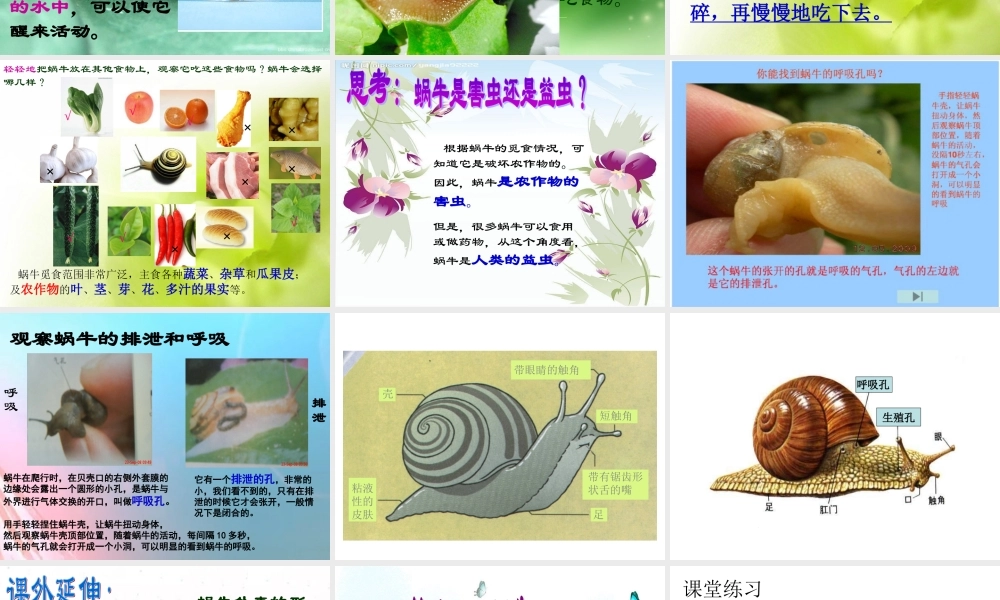 教科小学科学三上《2.3、蜗牛（二）》PPT课件(1)【加微信公众号 jiaoxuewuyou 九折优惠 qq 1119139686】.ppt
