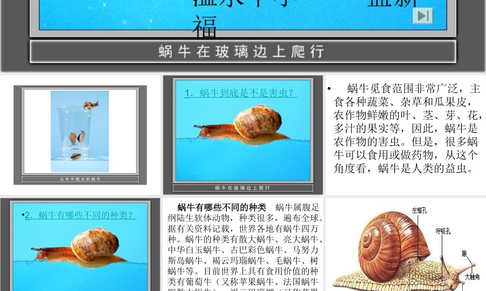 教科小学科学三上《2.3、蜗牛（二）》PPT课件(7)【加微信公众号 jiaoxuewuyou 九折优惠 qq 1119139686】.ppt